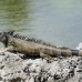 iguana_green_tf_gc_h_0073_cay0990.jpg